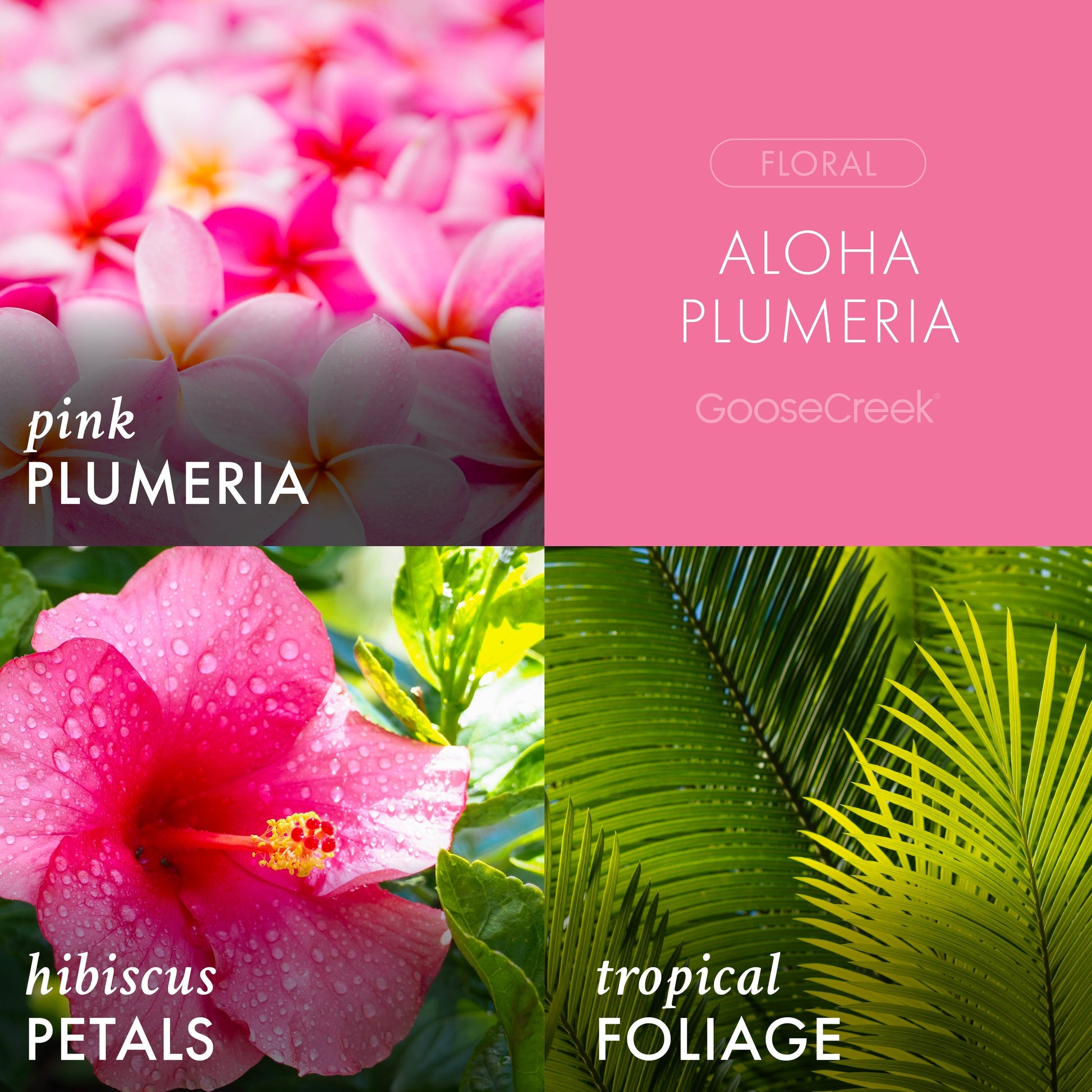 Aloha Plumeria 3-Wick Candle