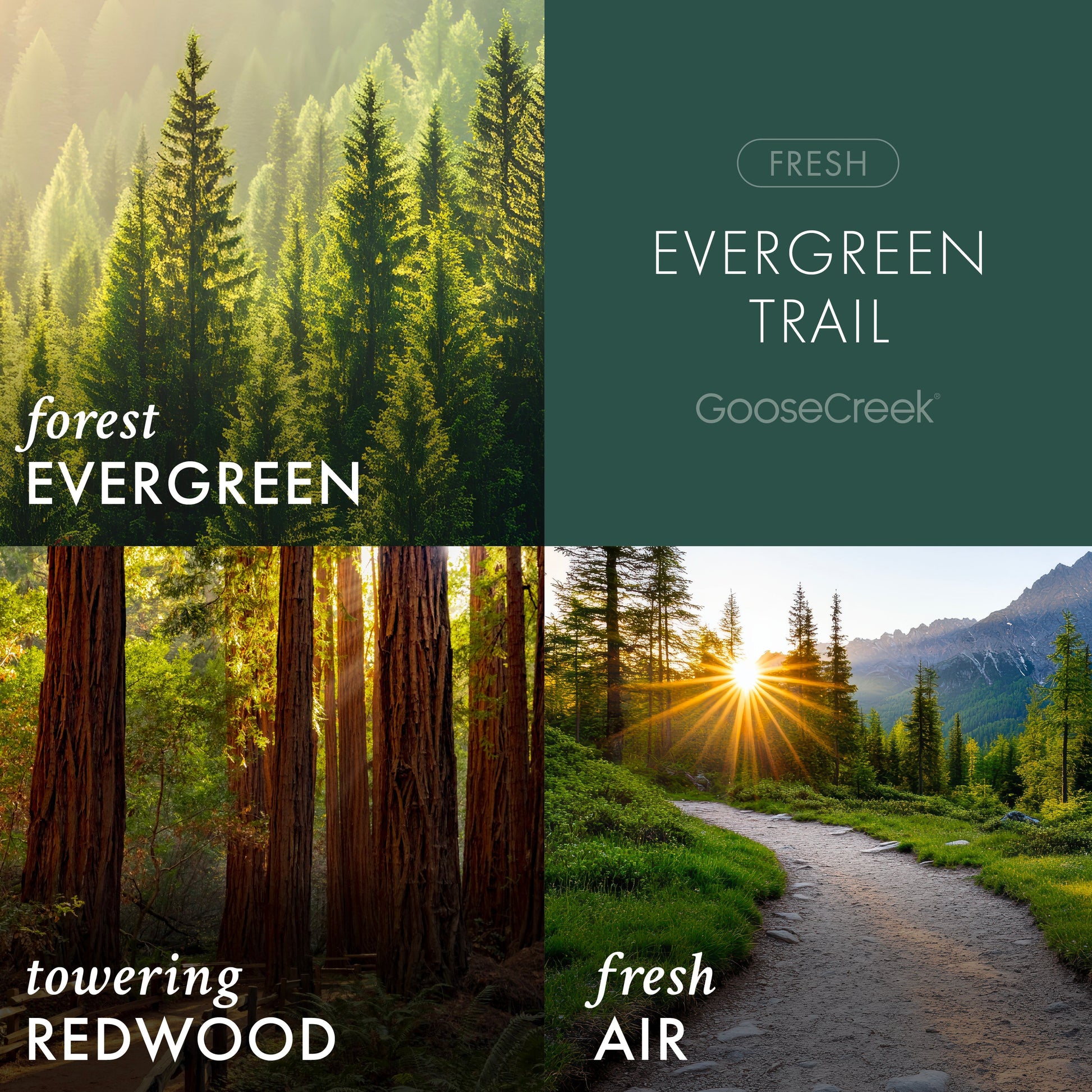 Evergreen Trail 3-Wick Candle