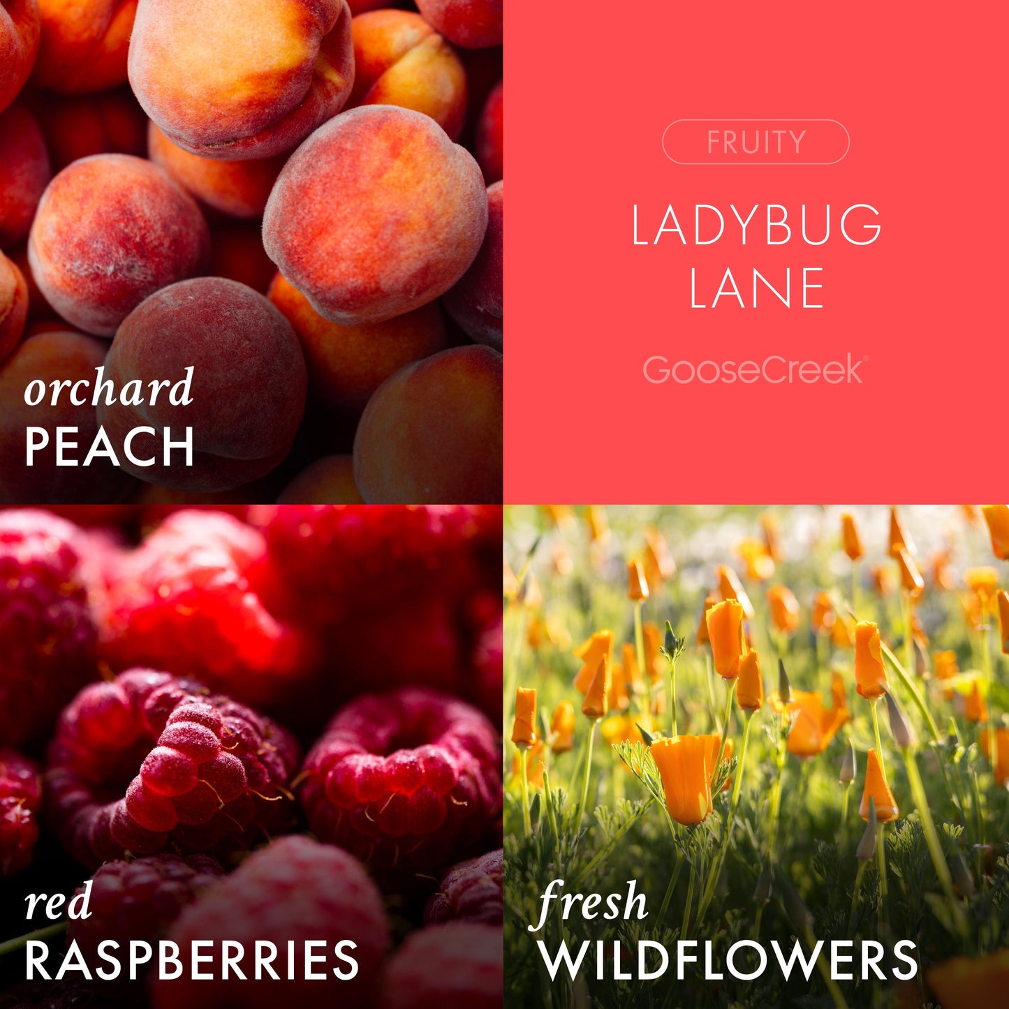 Ladybug Lane 3-Wick Candle