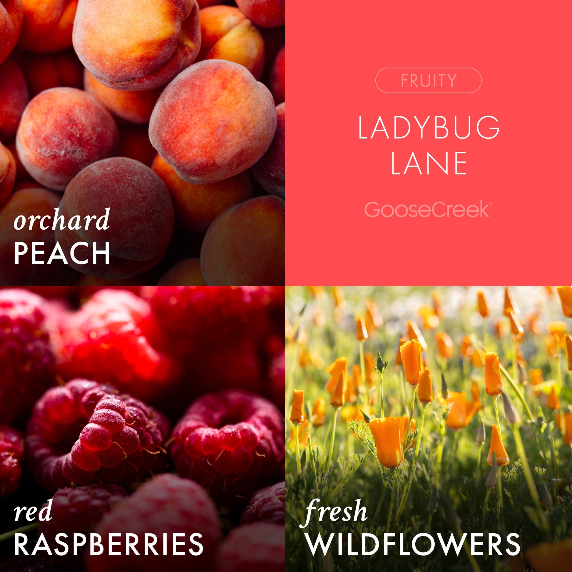 Ladybug Lane 3-Wick Candle