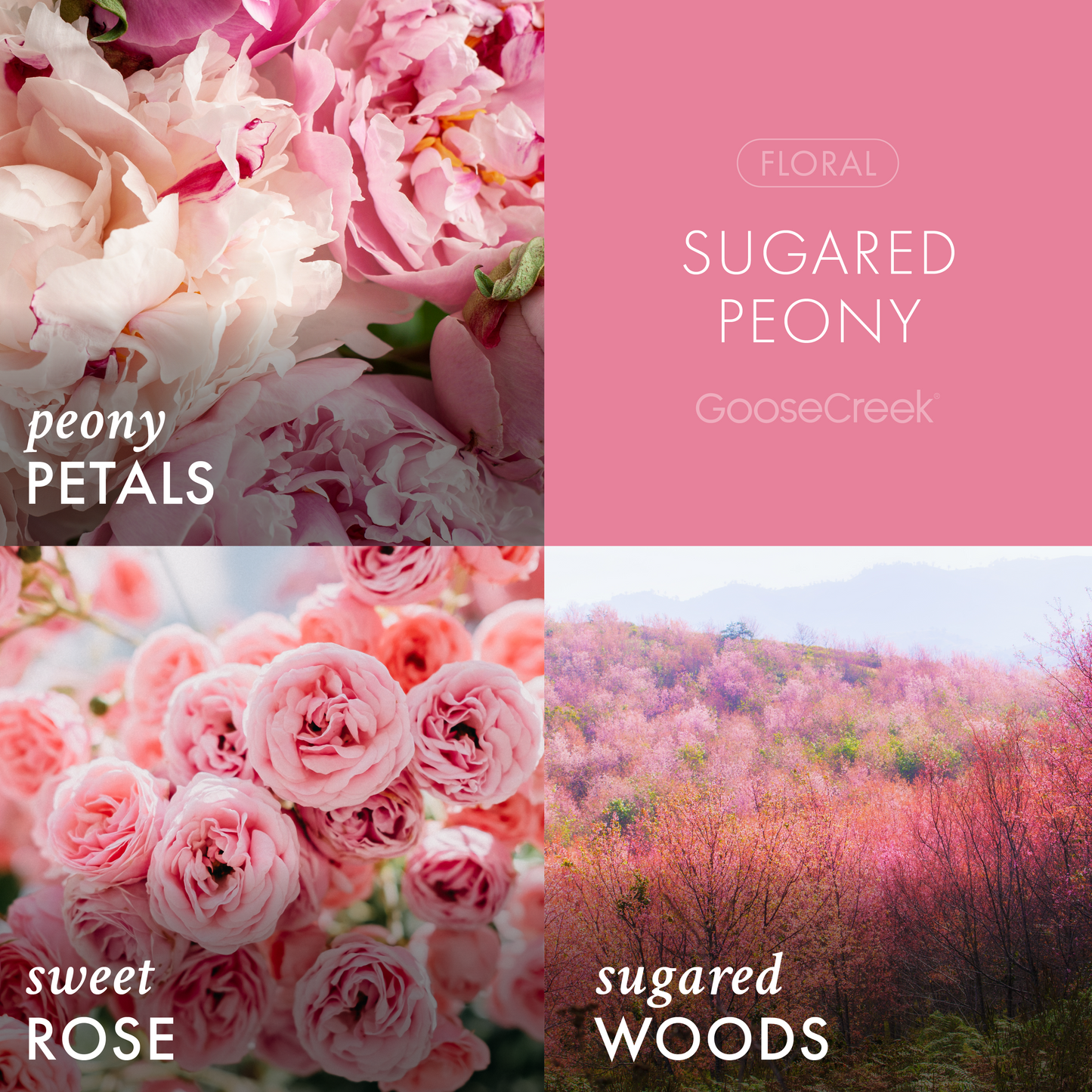 Sugared Peony 3-Wick Candle