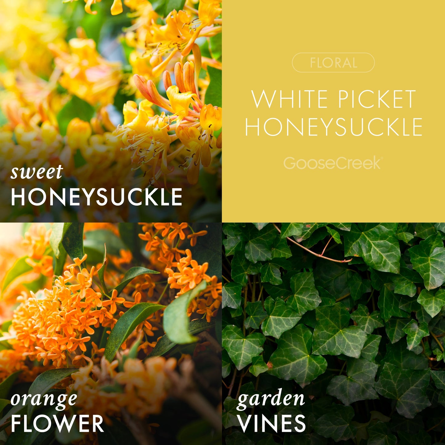 White Picket Honeysuckle 3-Wick Candle